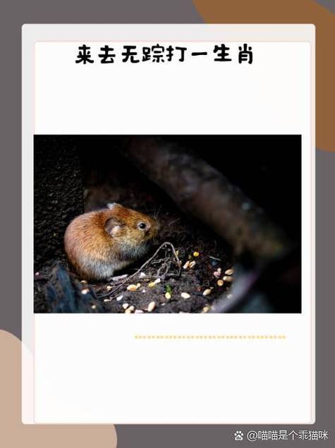 功放没有偏置怎么回事