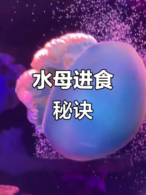 怎么判断水母是否饿了游戏截图