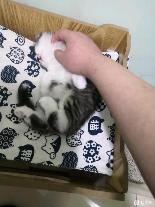 猫不让摸不让抱还咬人怎么办
