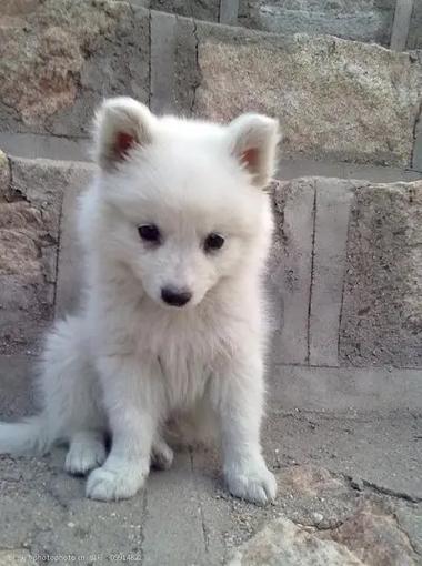 银狐犬适合什么属相养