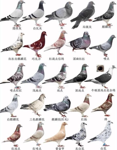 鸽子十大雅称截图