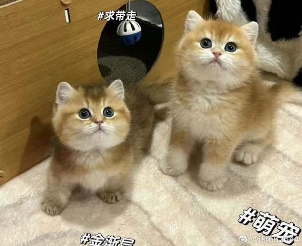 布偶猫和金渐层猫哪个好