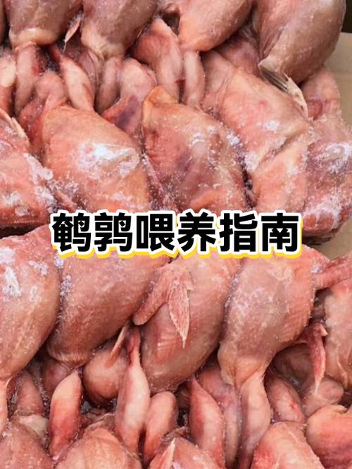 鹌鹑为什么很少人吃