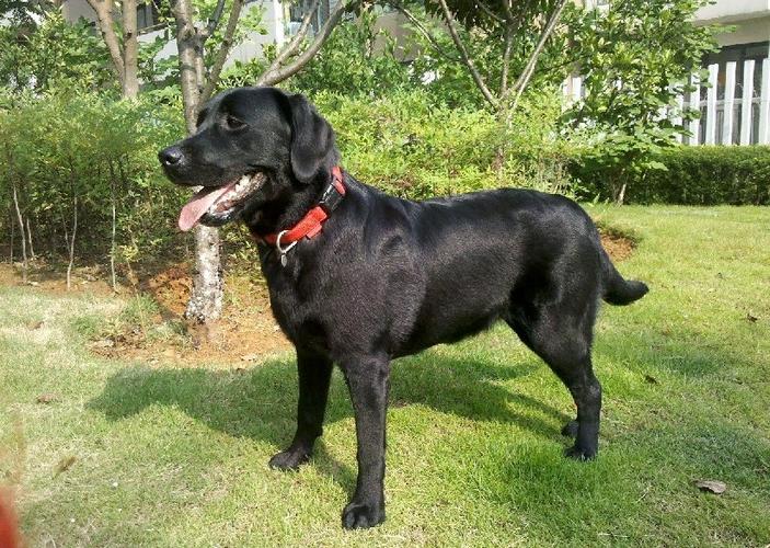 拉不拉多拉犬咬人吗