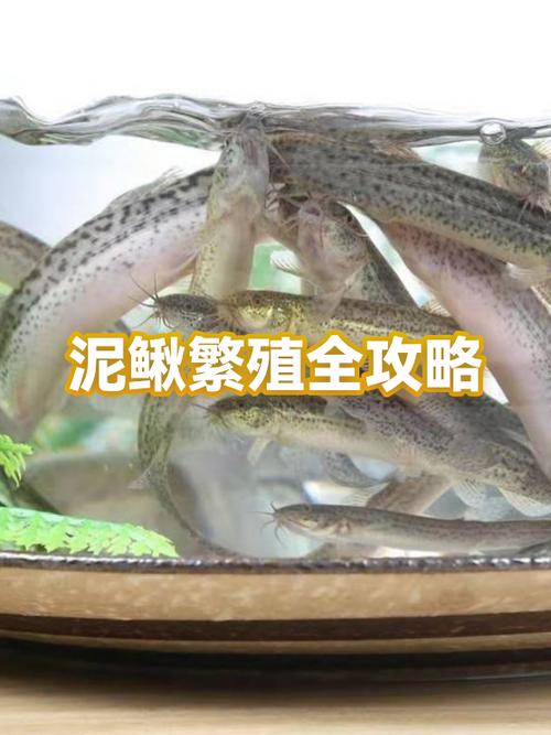泥鳅从卵到成鳅要多久