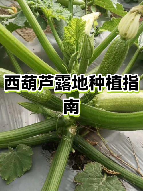 糖尿病能吃西葫芦吗