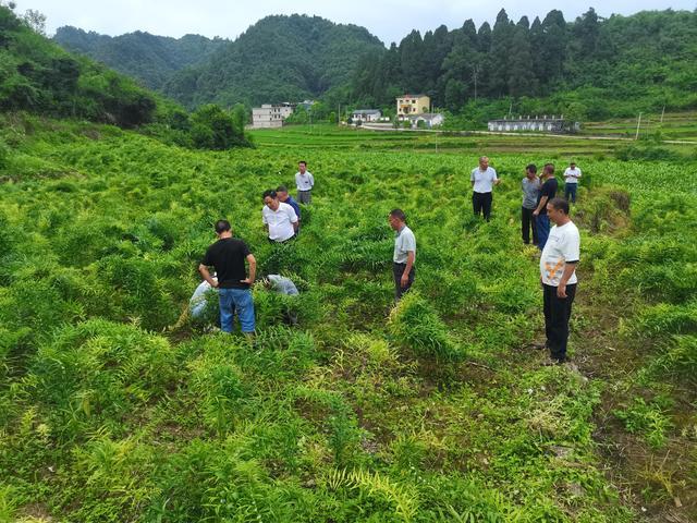 种植中药材