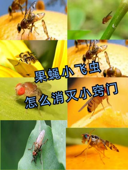 水果小飞虫怎么消灭掉
