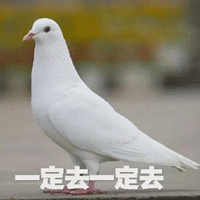 鸽子表情包动图