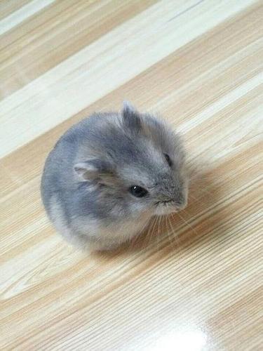 紫仓仓鼠