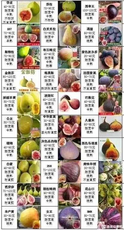 无花果最好三个品种
