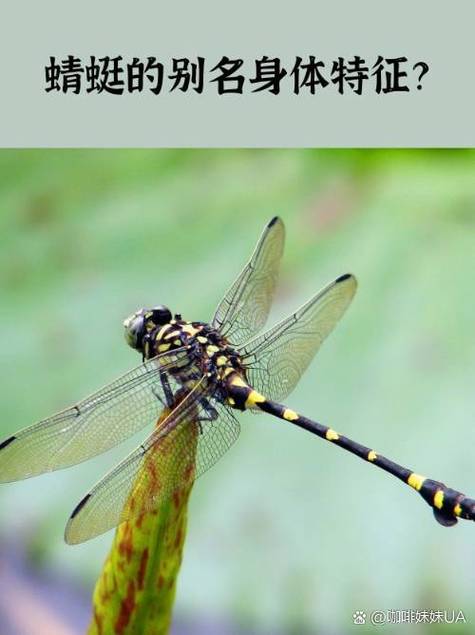 蜻蜓fm电视版怎么听广播