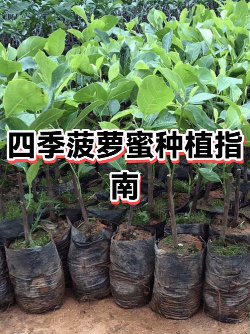 菠萝蜜切开流出白汁能吃吗