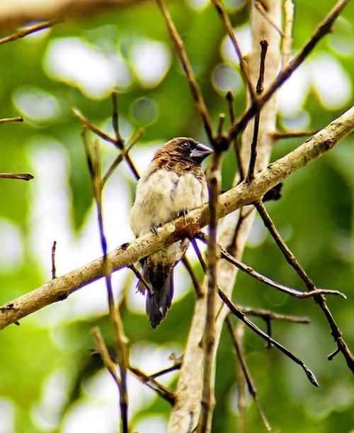 bird & bird