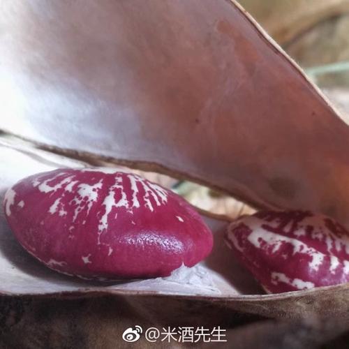 干花豆煮多长时间截图