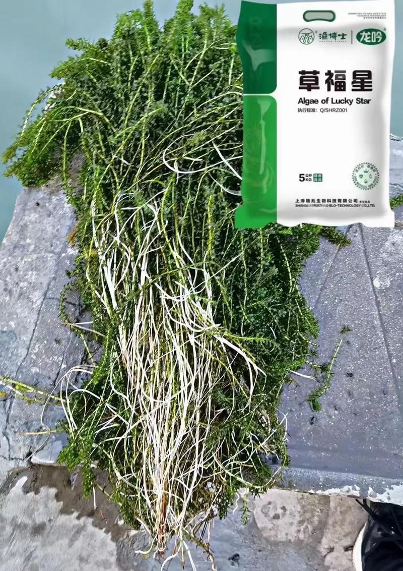 活根草多少级可以采