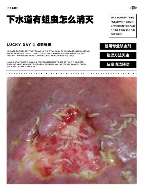 蛆不吃东西能活多久