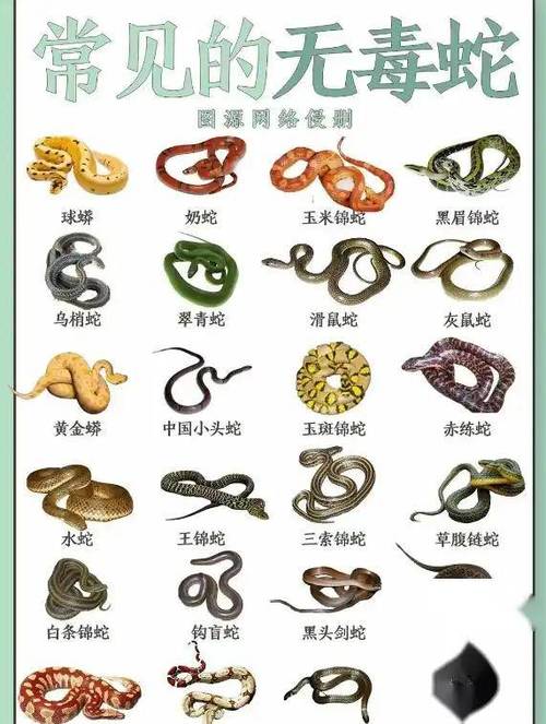腹蛇和蝰蛇什么区别