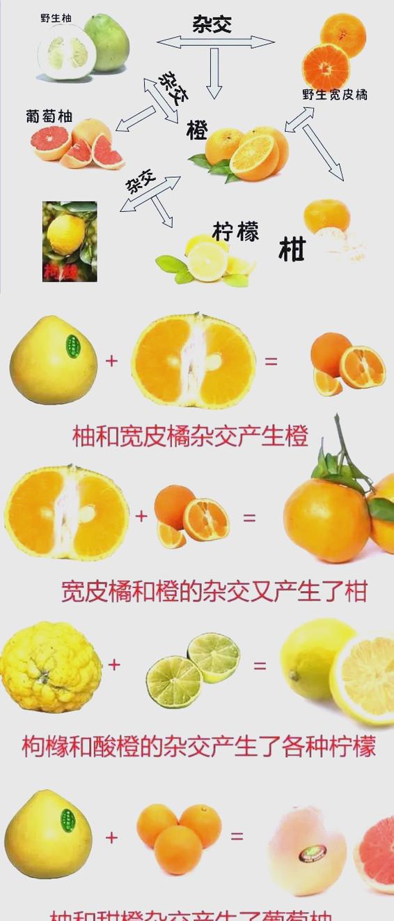 citrus 的介绍