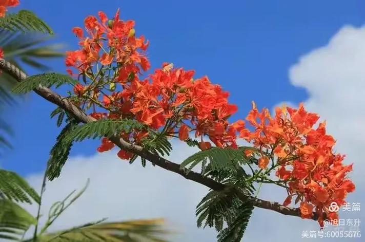 仙剑四醉花阴的凤凰花枝在哪