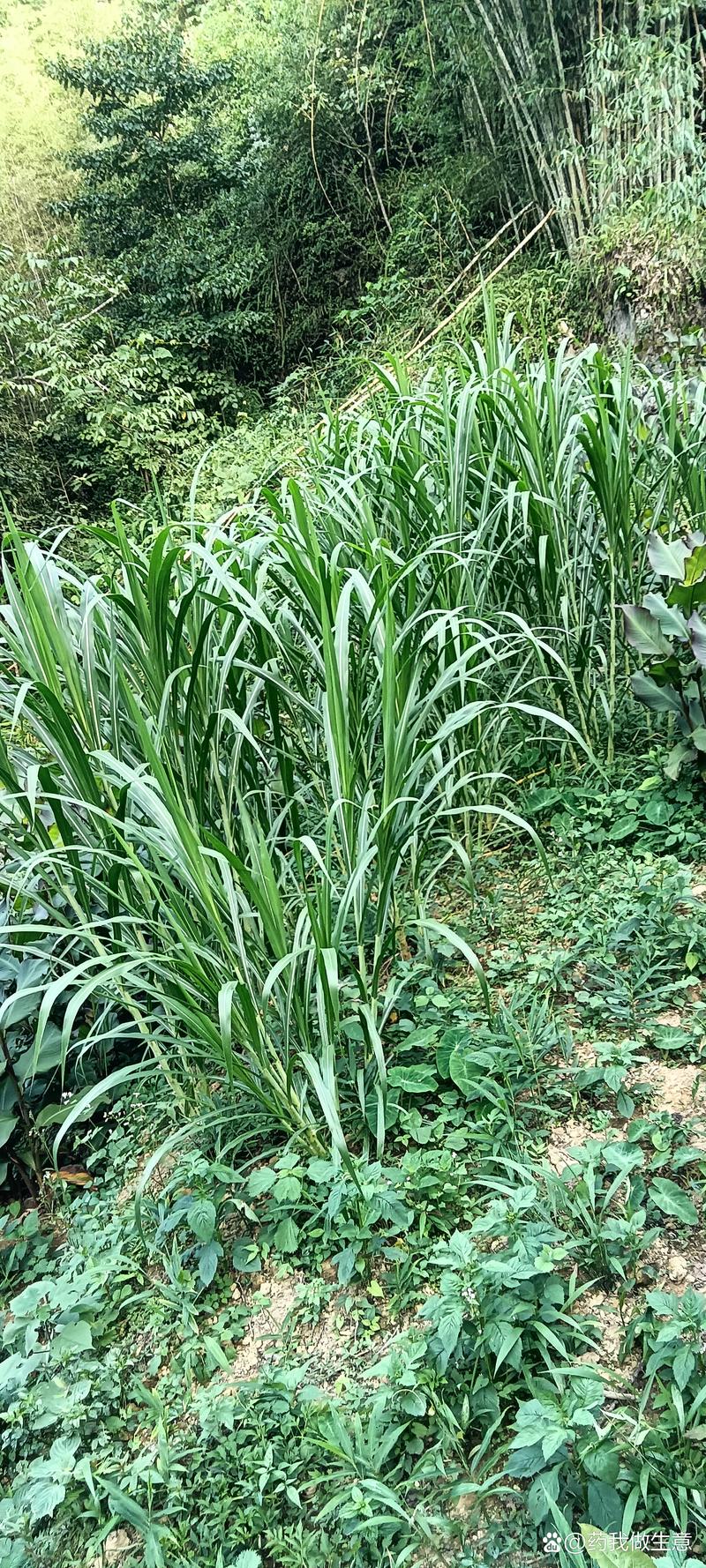三草两木哪里生产的缩略图