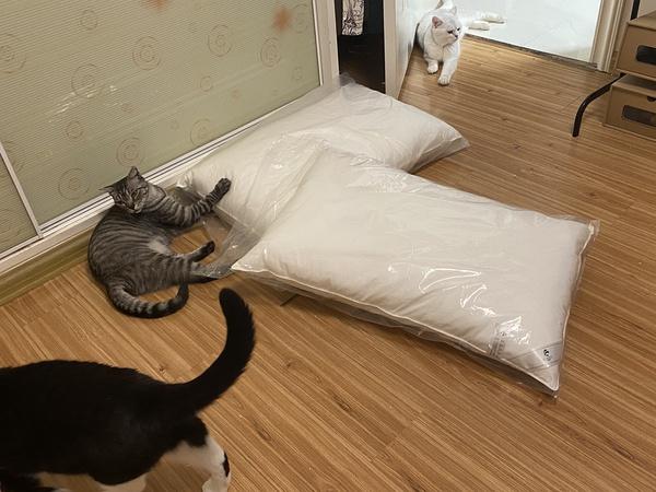 养三只猫咪压力大吗