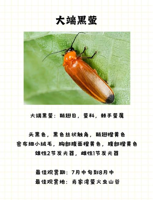 萤火虫进屋的十大征兆