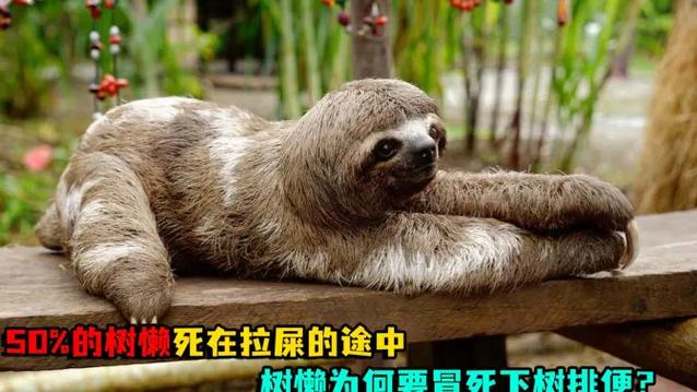树懒视频