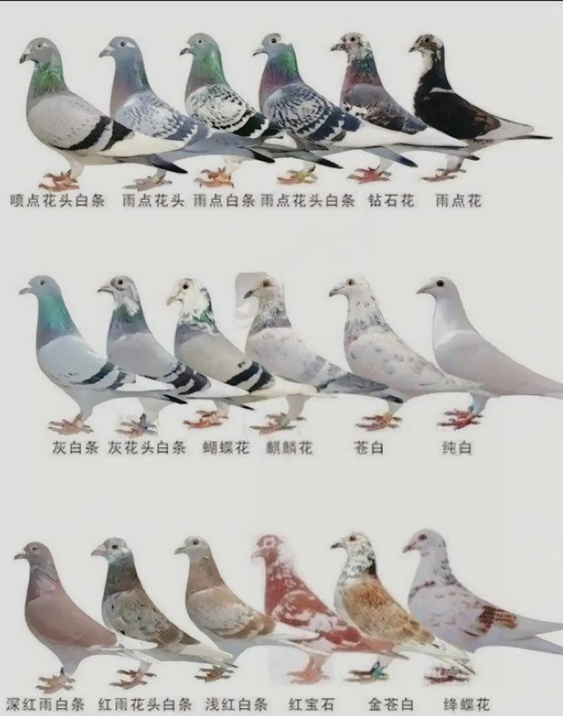 鸽子的颜色怎么配