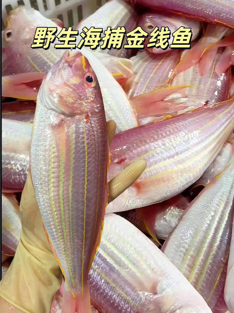 金丝鱼图片