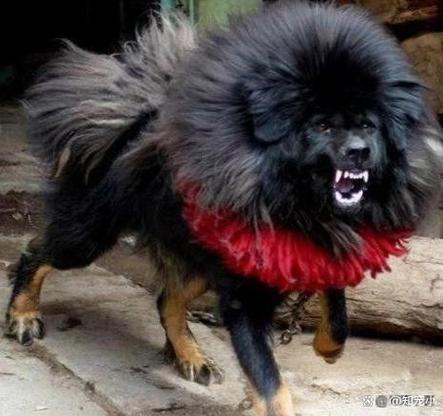 表情凶恶的狗图片