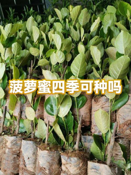 卖菠萝蜜挣钱吗