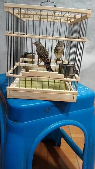 灰燕鸟多少钱一只