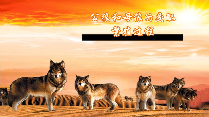 公狼和母狼是怎么繁殖的
