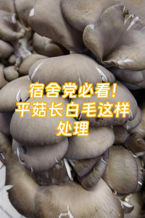平菇的根部需要切掉吗