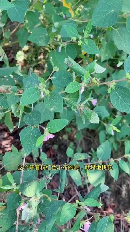 地桃花根能壮阳吗