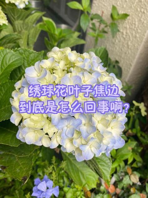 花叶子蔫了是怎么回事