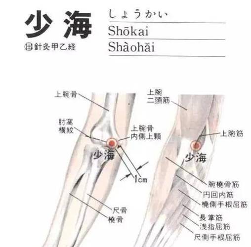 手少阴心经少海定位