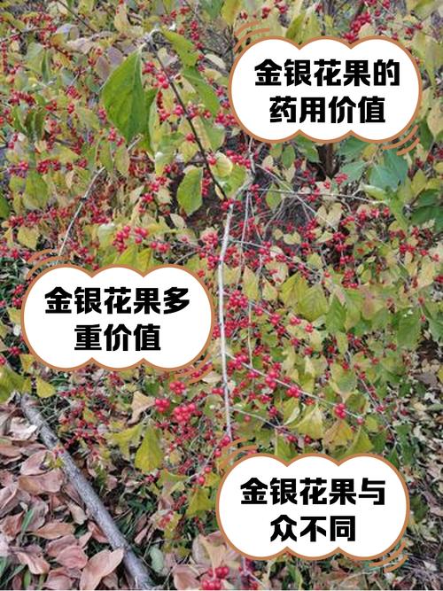 金银果树7颗果实攻略