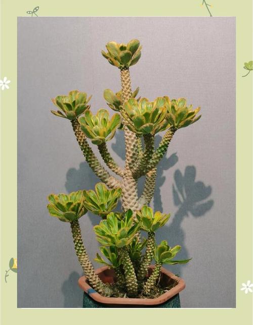 麒麟花的养殖方法