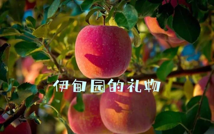 苹果照片访问权限