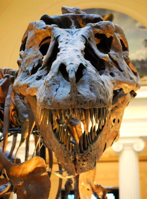 霸王龙为什么叫rex