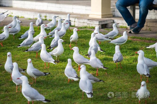 澳大利亚可以喂海鸥吗