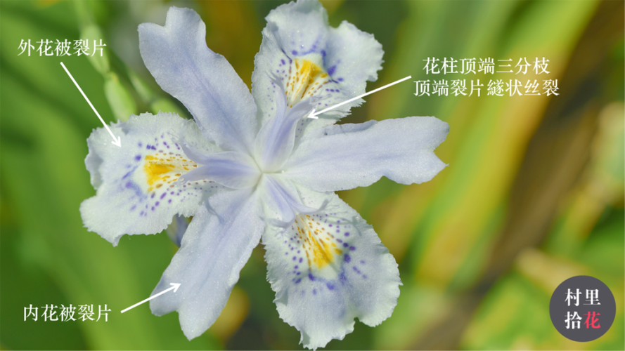 挠痒痒的鸢尾游戏正版安装