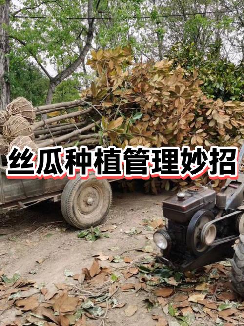 丝瓜怎么管理