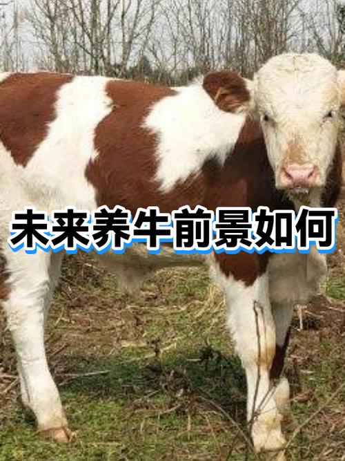 养牛前景如何