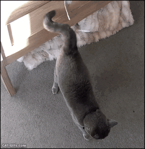 猫一边咕噜一边甩尾巴