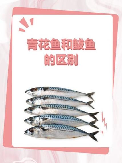 青鱼好还是青花鱼好