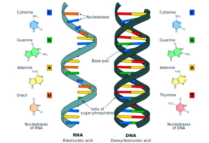 dna rna
