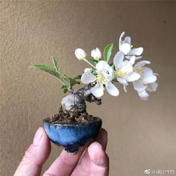 掌上花app官方下载